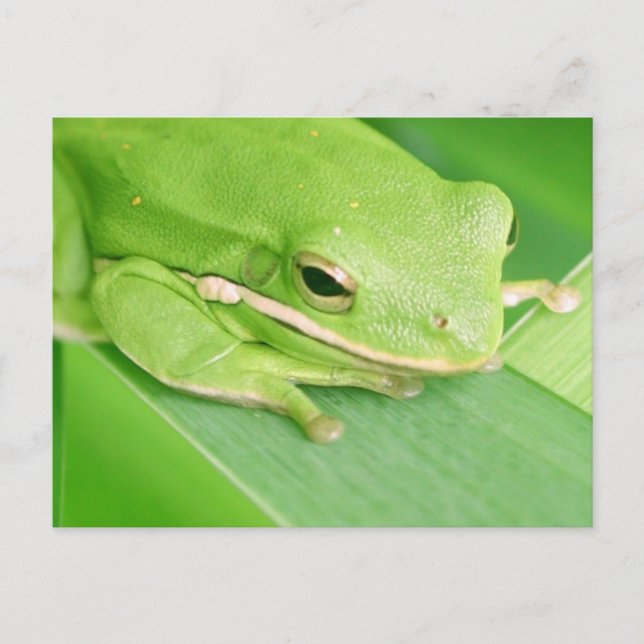 Bild einer Tree Frog-Postkarte Postkarte (Vorderseite)