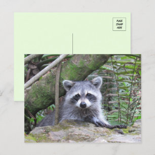 Bild eines Adorable Baby Raccoon Postkarte