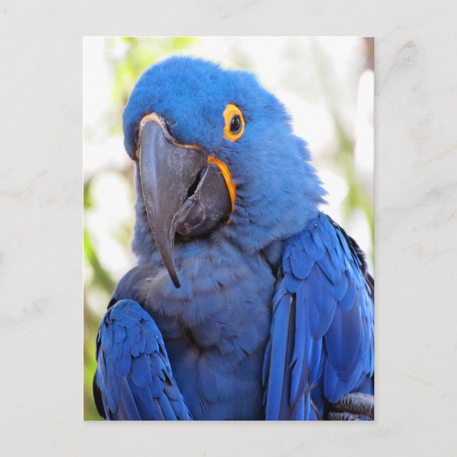 Bild eines Blue-Gold-Macaw Postkarte (Vorderseite)