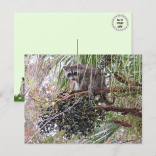 Bild eines jungen Raccoon Eating Berries Postkarte