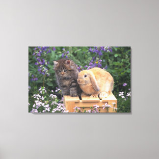 Bild eines Kitten und eines Lop Ohr Kaninchen Steh Leinwanddruck