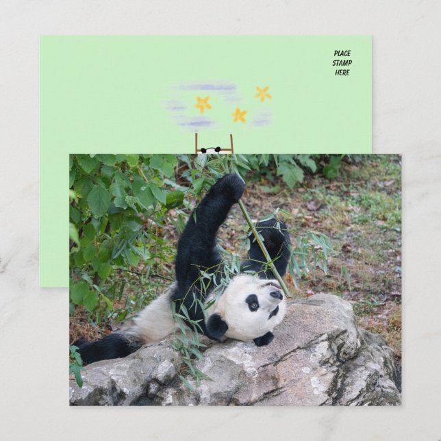 Bild eines Riesenpanda Postkarte (Vorne/Hinten)
