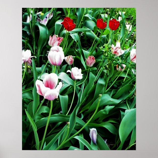 Bild mit roten und rosa Tulissen Poster (Vorne)