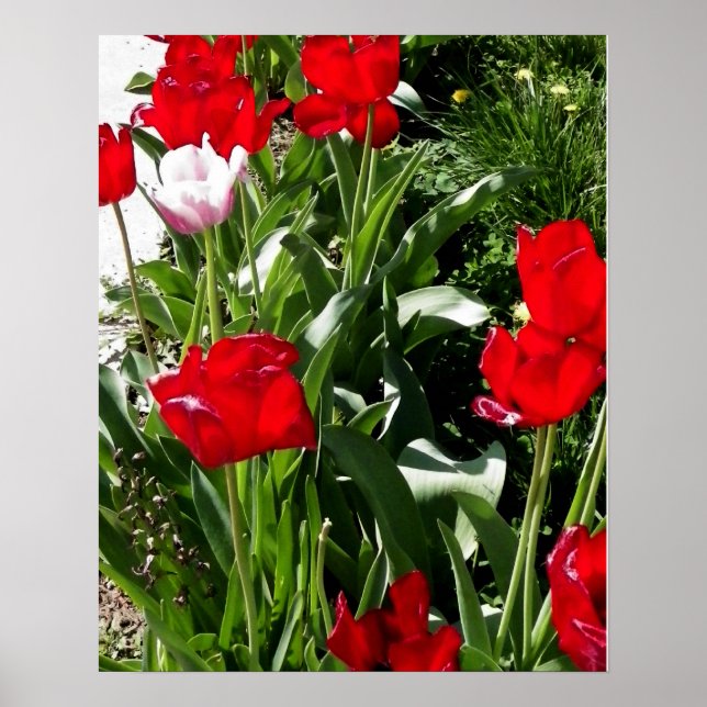 Bild mit roten und rosa Tulissen Poster (Vorne)