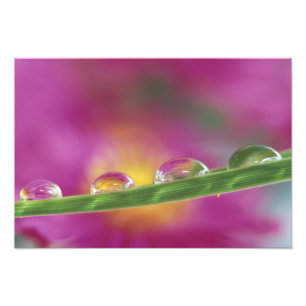 Bild von Astern, die in Wassertropfen entstanden s Fotodruck