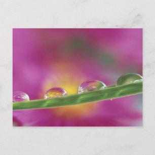 Bild von Astern, die in Wassertropfen gebildet wur Postkarte