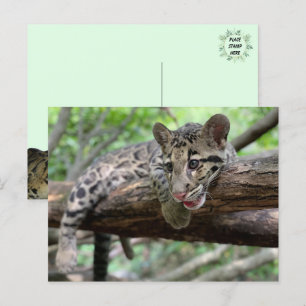 Bild von getrübtem Leoparden Cub Postkarte