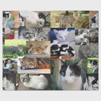 Bild von verschiedenen Katzen Geschenkpapier