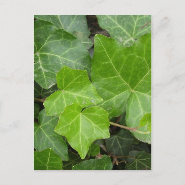 Bilder der Muschel Postkarte (Vorderseite)