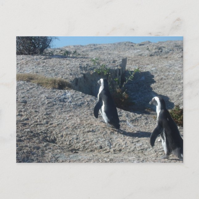 Bilder von Cape Town Boulders Beach Postkarte (Vorderseite)