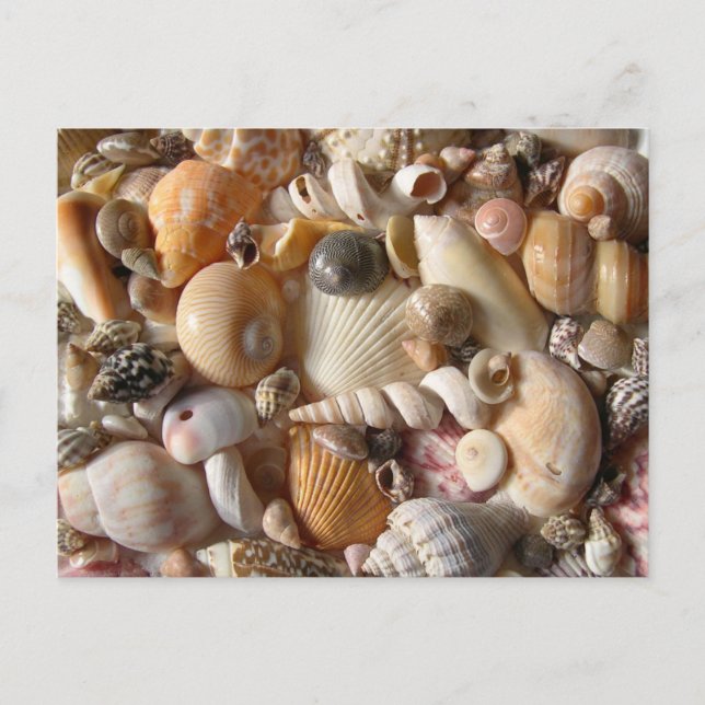 Bilder von Seashells Fotografie Postkarte (Vorderseite)