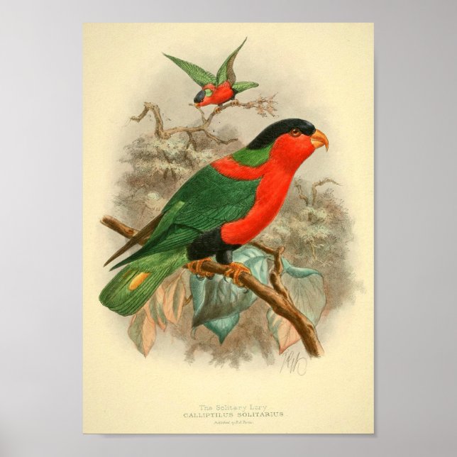 Bilder von Vogelgeschenkplakaten Poster (Vorne)