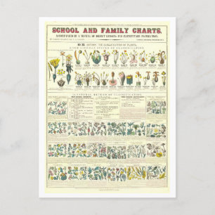 Bildungsplan für die Klassifizierung von Pflanze Postkarte