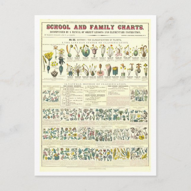 Bildungsplan für die Klassifizierung von Pflanze Postkarte (Vorderseite)