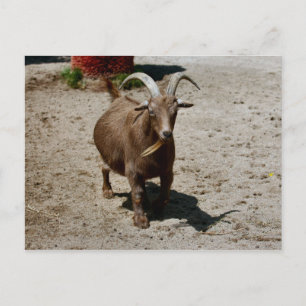 Bill Postkarte