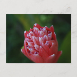 Billbergia Bromeliad Postkarte