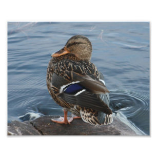 Bill's Duck Fotodruck