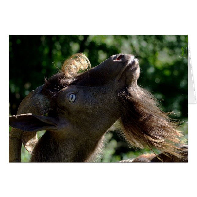 Billy Goat (Vorderseite (Horizontal))