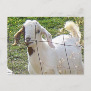 Billy Goat 2 Postkarte