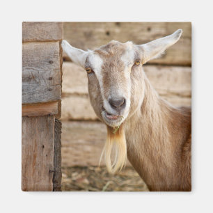Billy Goat Eating Magnet