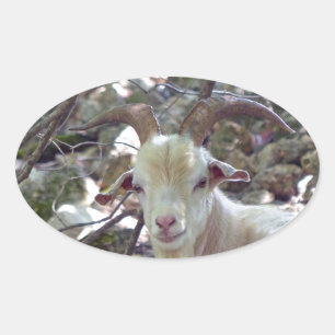 Billy Goat Ovaler Aufkleber
