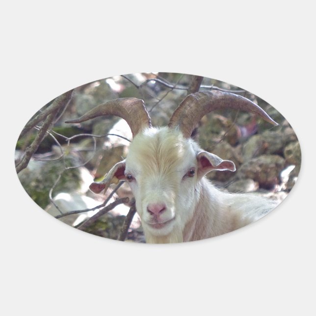 Billy Goat Ovaler Aufkleber (Vorderseite)