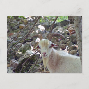 Billy Goat Postkarte