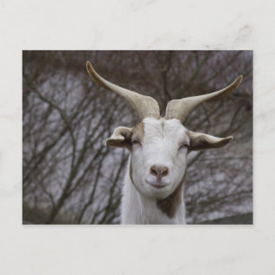 Billy Goat Postkarte