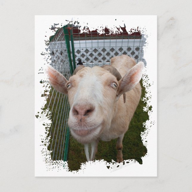 Billy Goat Postkarte (Vorderseite)