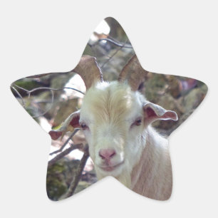 Billy Goat Stern-Aufkleber