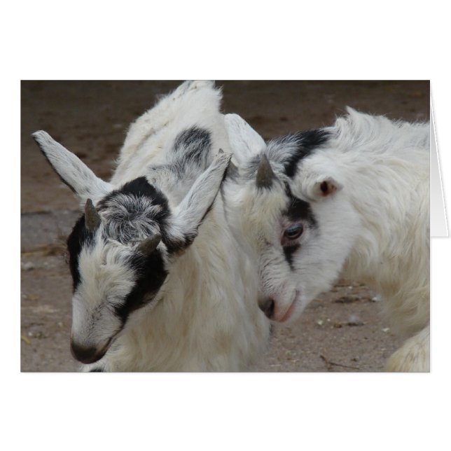 Billy Play (Vorderseite (Horizontal))