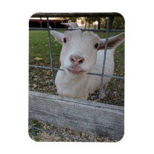 Billy Ziege Magnet