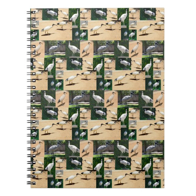 Bin Chicken Chronicles: Ein Ibis-FotoCollage Notizblock (Vorderseite)