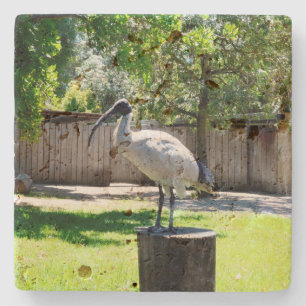 Bin Chicken (ibis) auf einem Baumstumpf, Steinuntersetzer