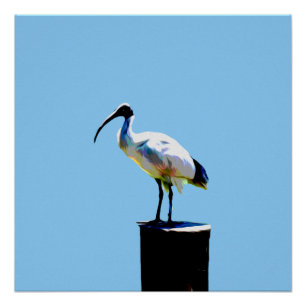 Bin Chicken, (Ibis) Öl Paint Glossy Poster