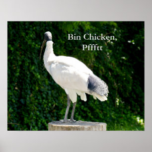 Bin Chicken Pfftt (Ibis) Poster
