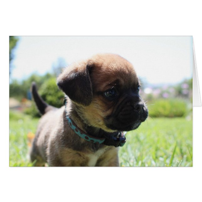 Bin ich nicht niedlich? (Vorderseite (Horizontal))