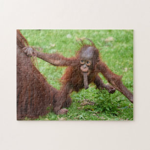Bin ich süß - Orang-Utan-Baby mit Mutter Puzzle