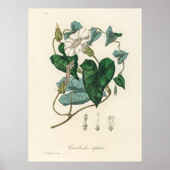 Bindung (Convolvulus sepium) aus medizinischer Bot Poster (Vorne)