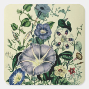 Bindweed, Teller 26 von "The Ladys Quadratischer Aufkleber