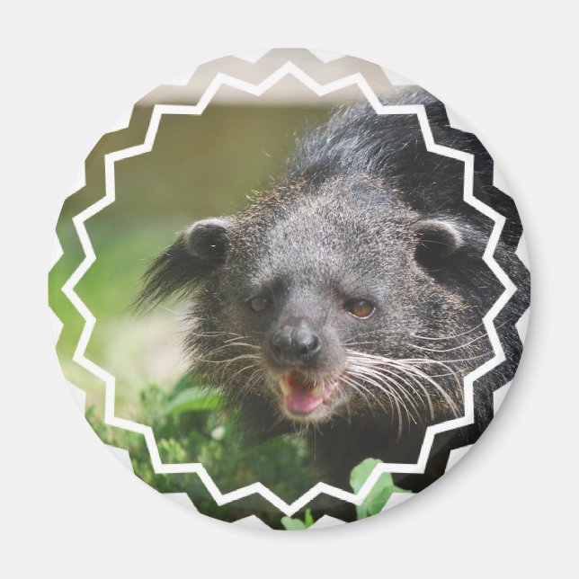 Binturong Magnet (Vorne)