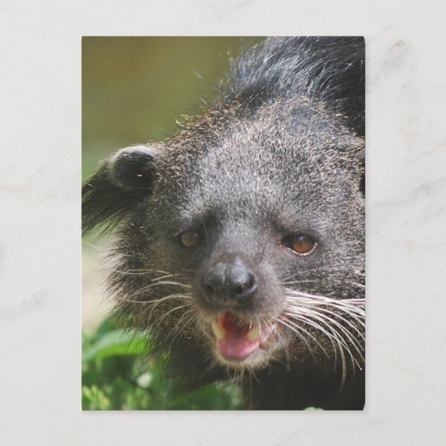 Binturong Postcard Postkarte (Vorderseite)