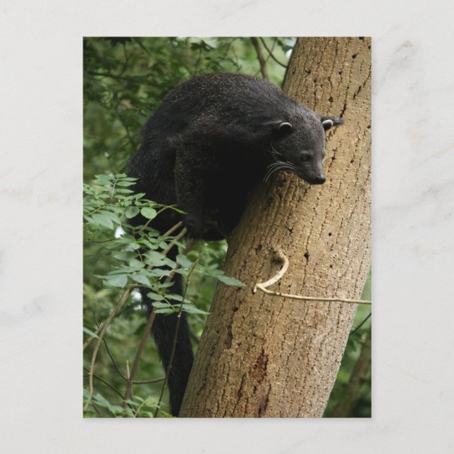 Binturong Postkarte (Vorderseite)