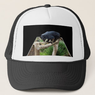 Binturong steht auf einer Holzschiene, Truckerkappe