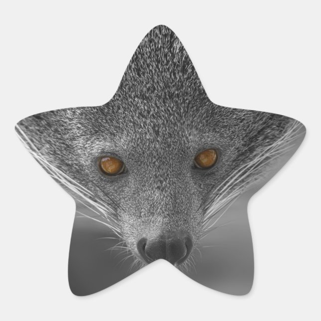 Binturong Stern-Aufkleber (Vorderseite)