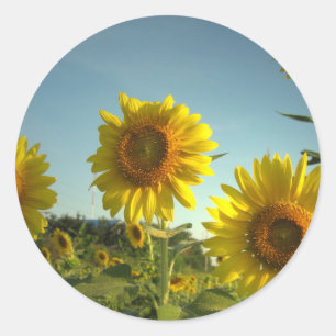 Bio Garden Sonnenblumenaufkleber Runder Aufkleber