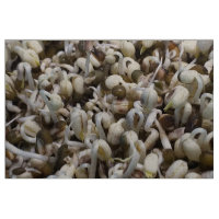 Bio Mung Sprouts - ein nährstoffverpacktes Superfo