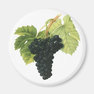 Bio-Traube Rotwein, Lebensmittel Obst Magnet