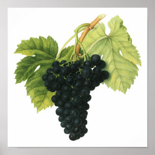 Bio-Traube Rotwein, Lebensmittel Obst Poster