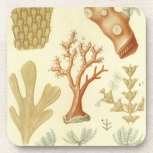 Biologie-Lehrbuch, alte Korallentiere Getränkeuntersetzer